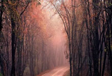 M67217EAHX軸承參數(shù),REXNORD軸承M67217EAHX重量